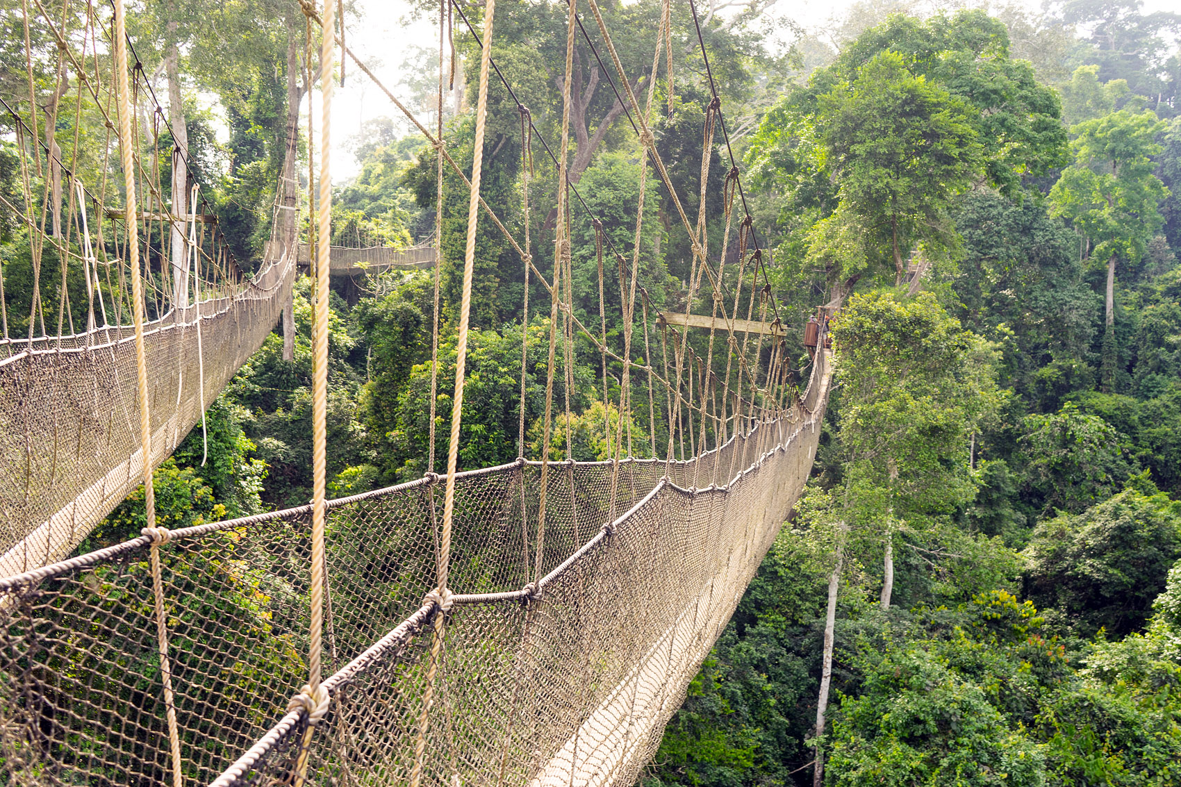 Photo of Kakum National Park