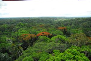 Ankasa Forest Reserve Rainforest Exploration