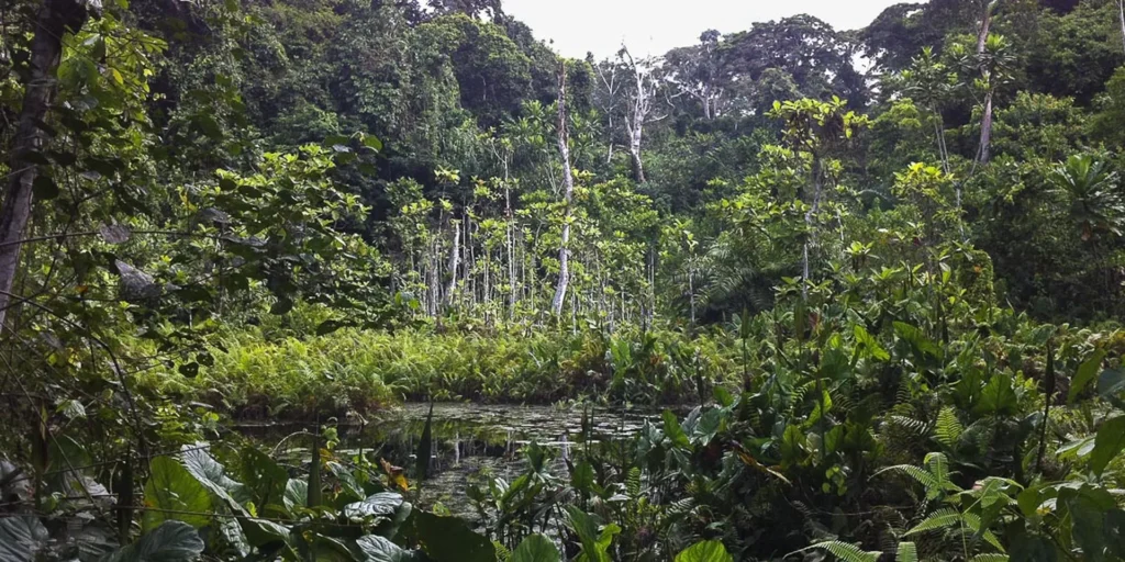Ankasa Forest Reserve