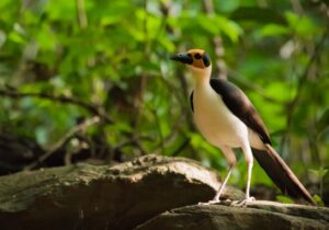 Ankasa Reserve Birdwatching
